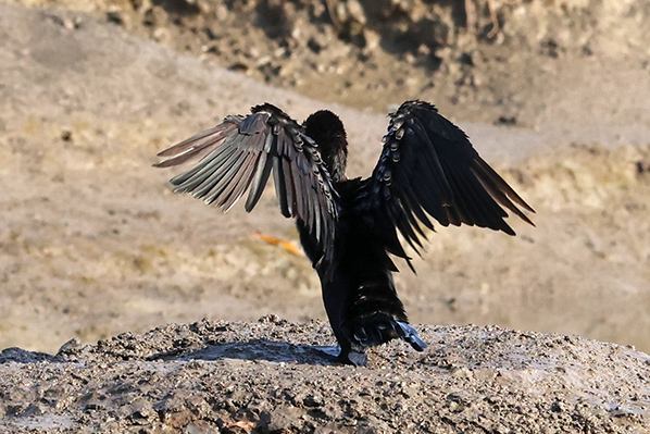 Long-tailed Cormorant